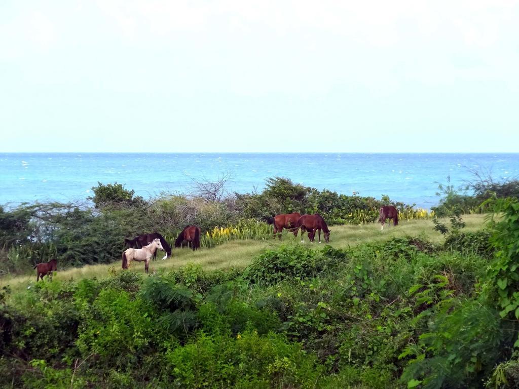 Tranquility By The Sea Villa Vieques Cameră foto